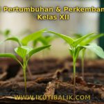 Soal Pertumbuhan dan Perkembangan Kelas XII