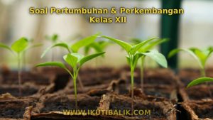 Soal Pertumbuhan dan Perkembangan Kelas XII