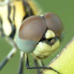 Tips dan Panduan Pemula untuk Fotografi Makro