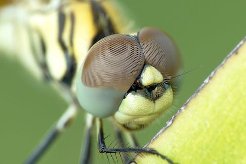 You are currently viewing Tips dan Panduan Pemula untuk Fotografi Makro